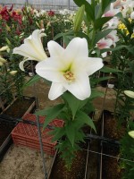 [4552 VH28 No01.JPG]